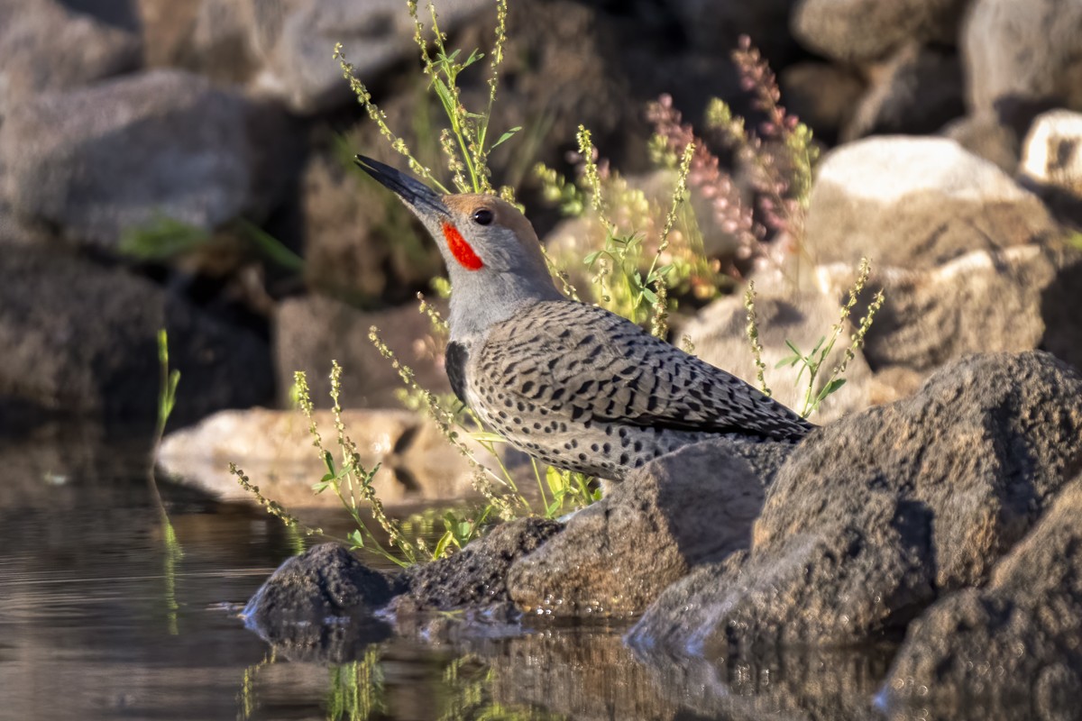 Northern/Gilded Flicker - ML617871772