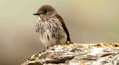 Gray-streaked Flycatcher - Ian L Jones