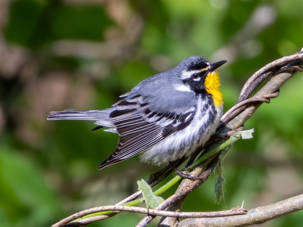 Yellow-throated Warbler - George Bailey