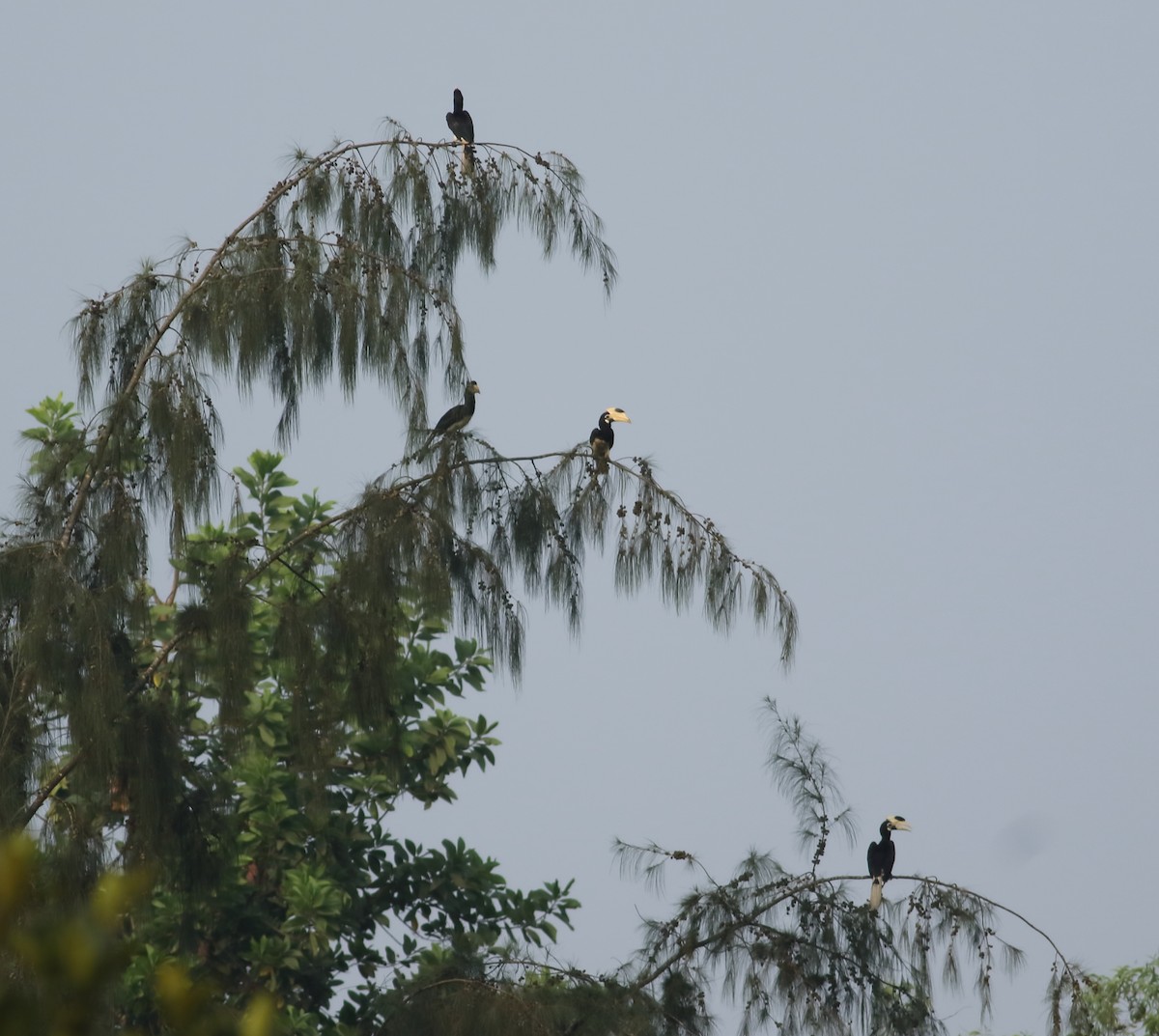 Malabar Pied-Hornbill - Savio Fonseca (www.avocet-peregrine.com)