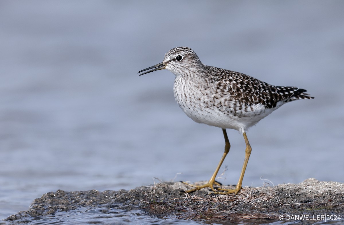 Wood Sandpiper - ML617871901