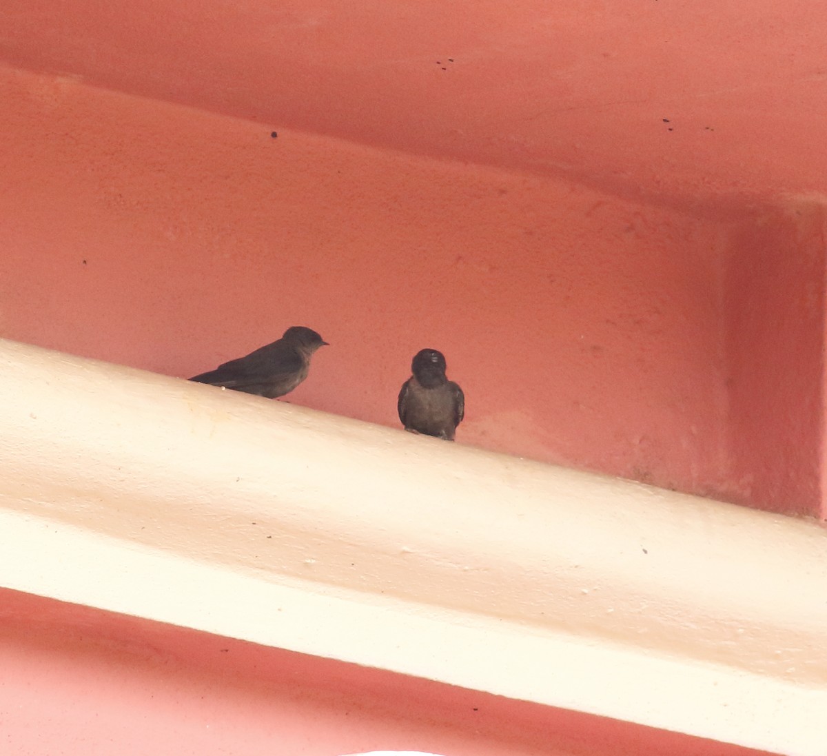 Dusky Crag-Martin - Savio Fonseca (www.avocet-peregrine.com)