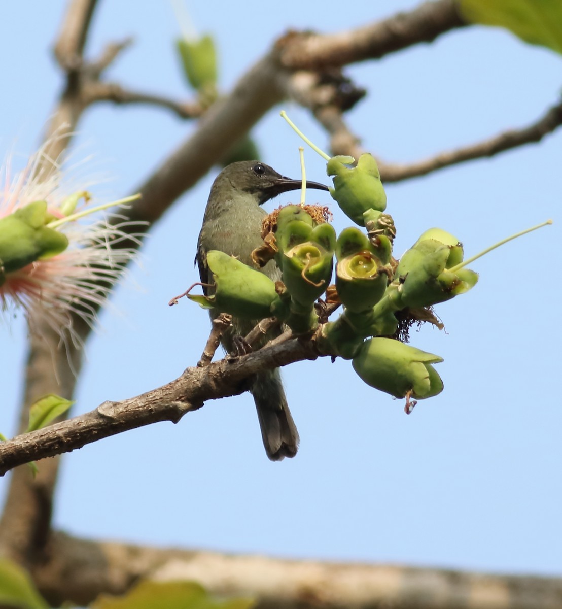 Graubauch-Nektarvogel - ML617871992