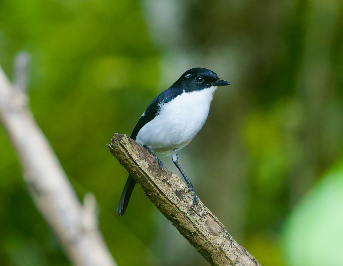 Timor Bushchat - ML617872011