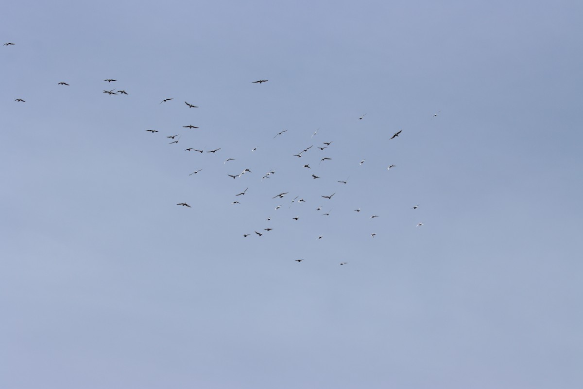 Mouette de Bonaparte - ML617872019