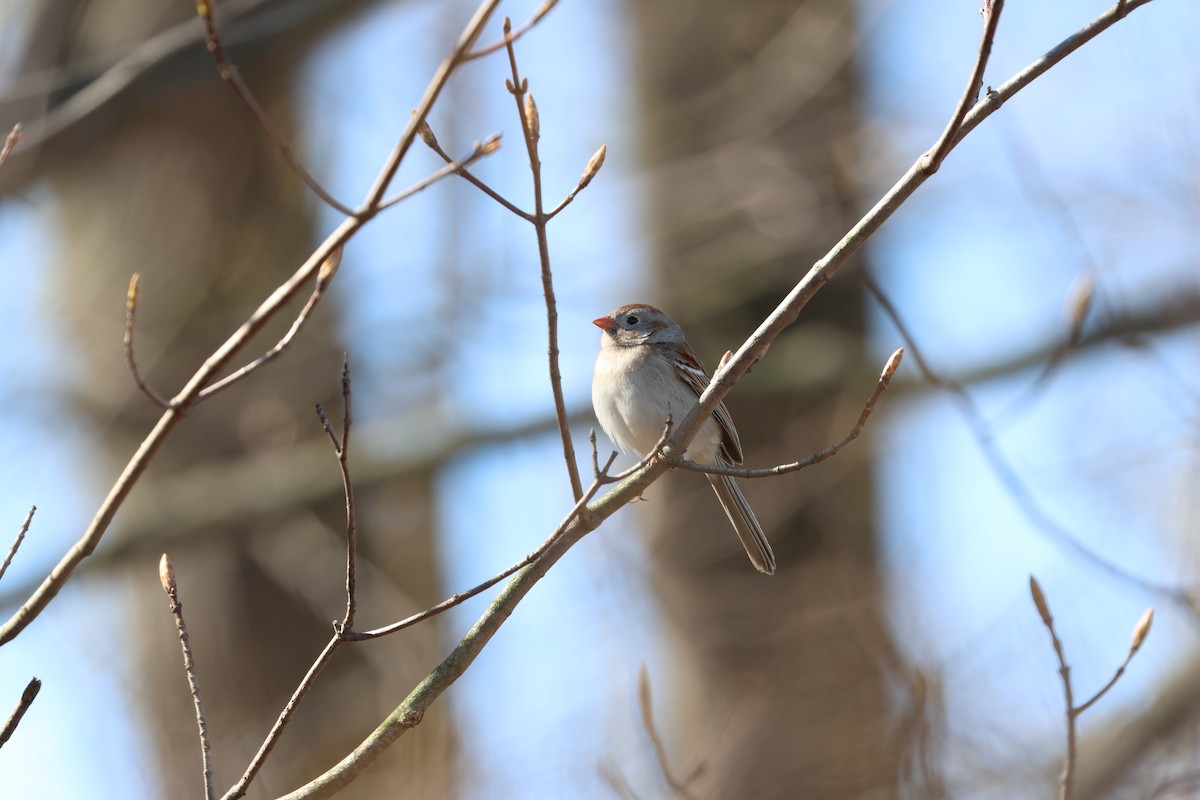 Field Sparrow - ML617872024