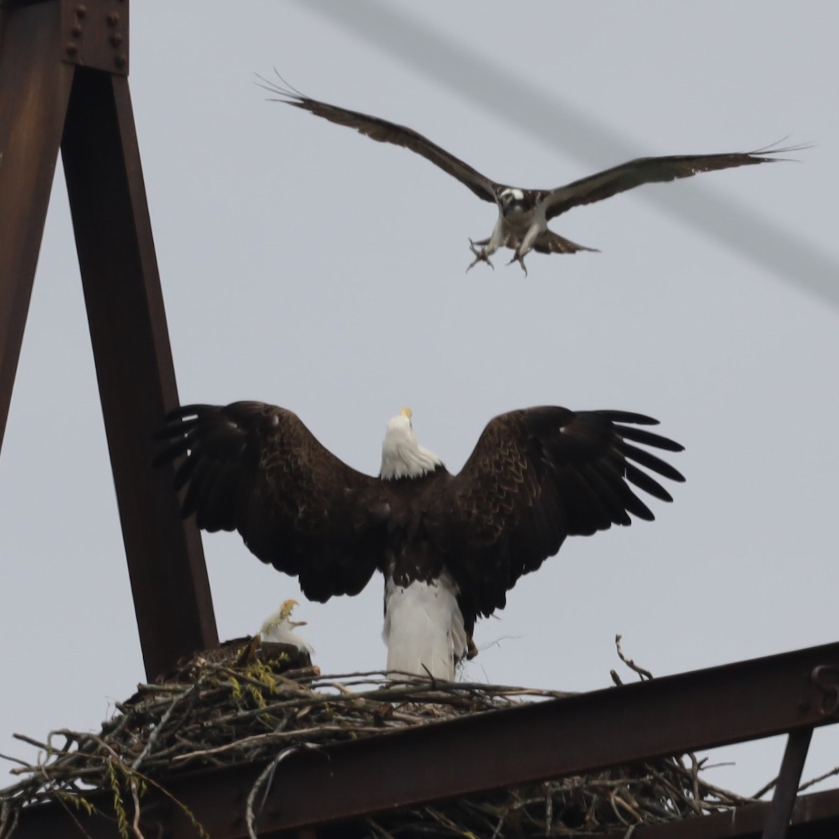 Bald Eagle - ML617872026