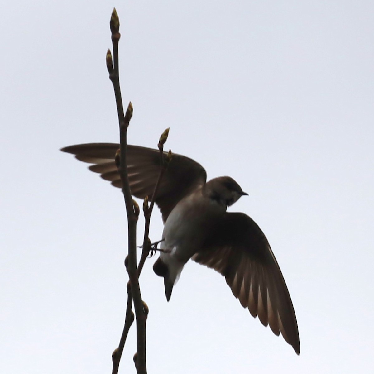 Northern Rough-winged Swallow - Charles (PAT) Dollard