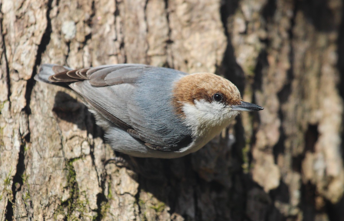 Brown-headed Nuthatch - ML617872113