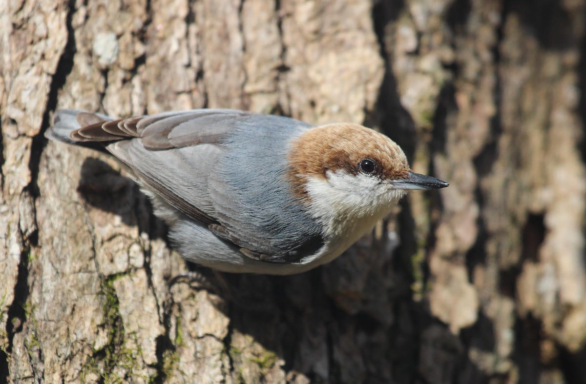 Brown-headed Nuthatch - ML617872114