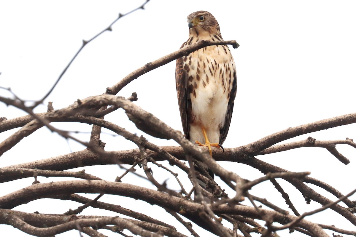 Sharp-shinned Hawk - ML617872146