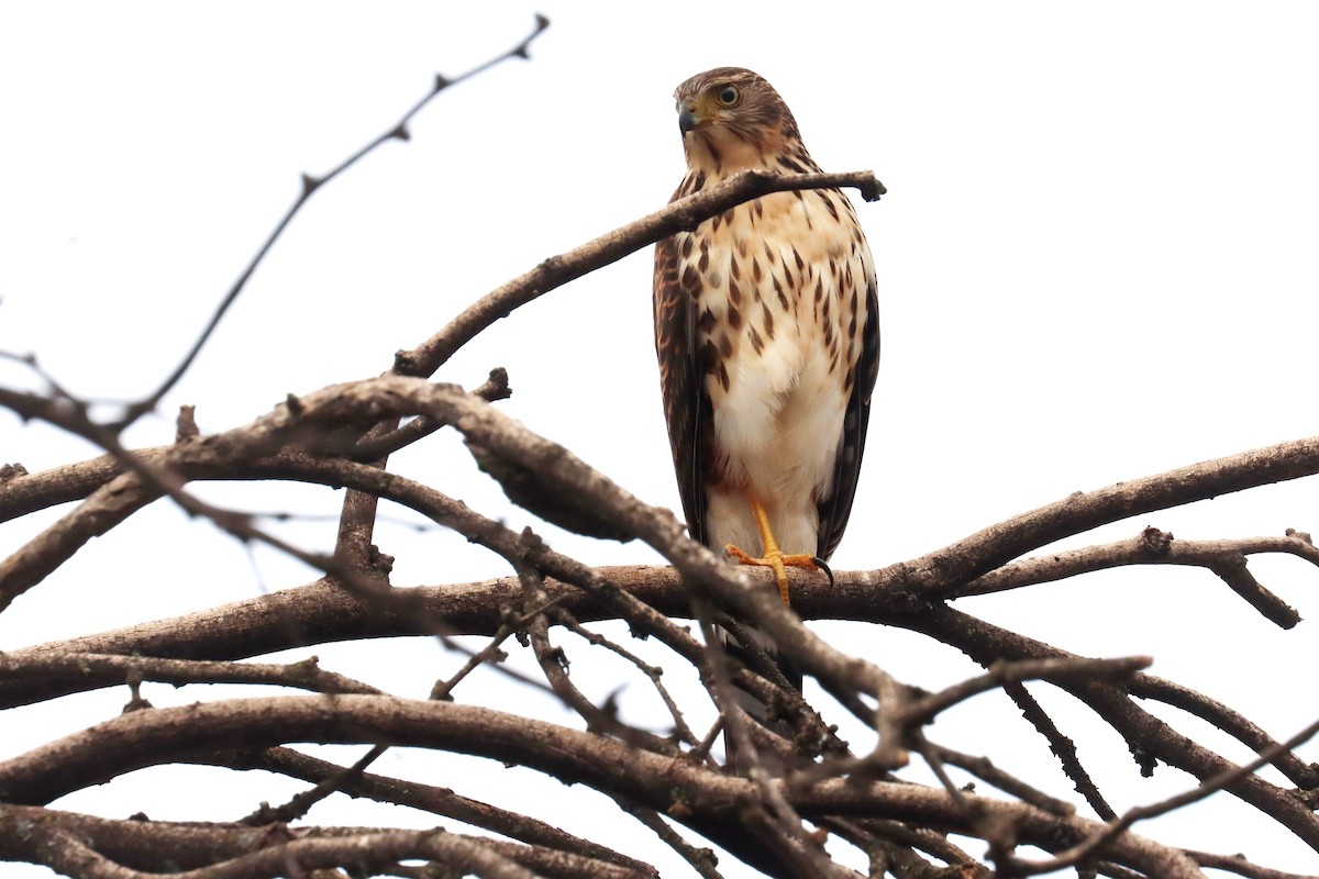 Sharp-shinned Hawk - ML617872147