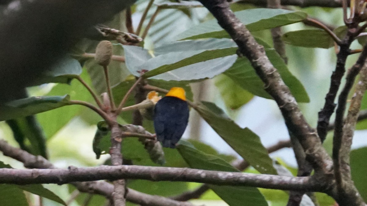 Golden-headed Manakin - ML617872153