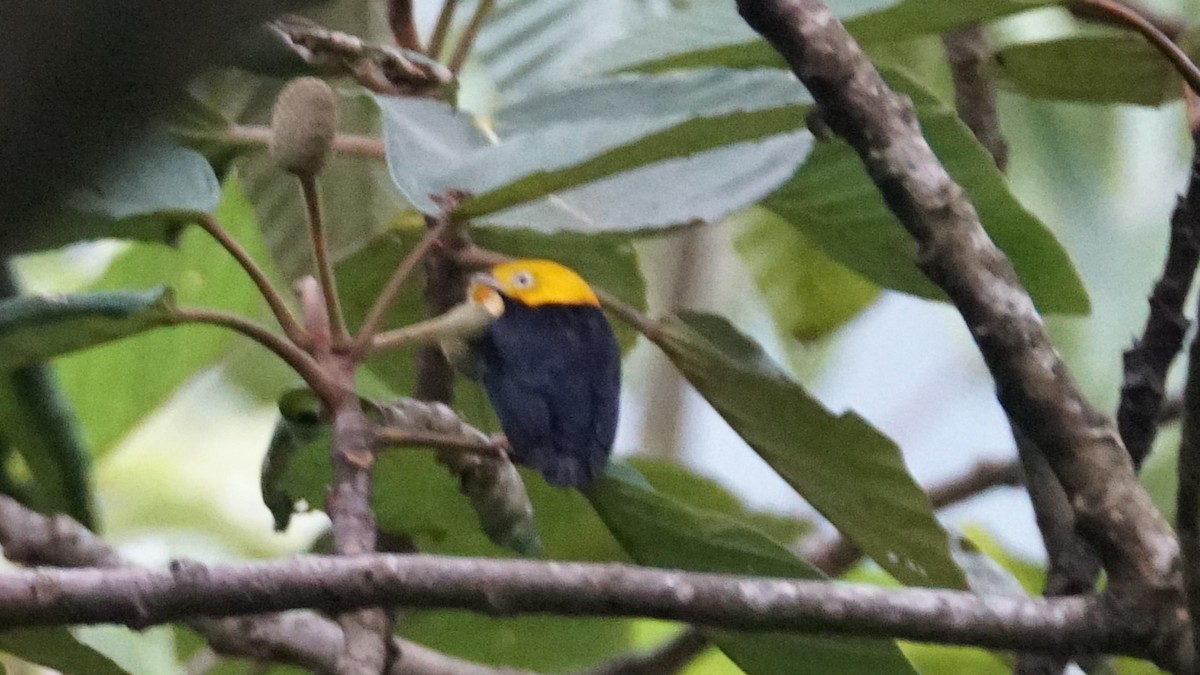 Golden-headed Manakin - Paul Gössinger