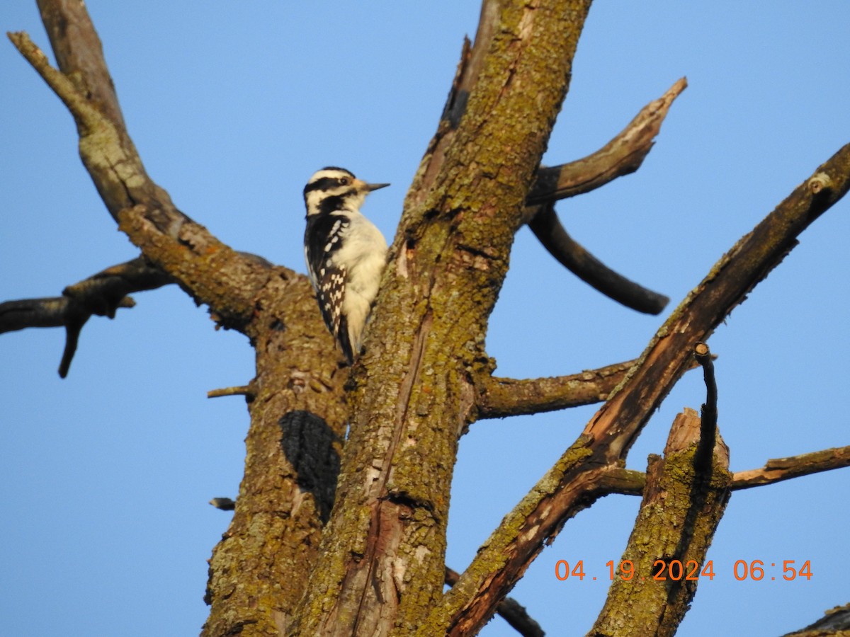 Hairy Woodpecker - ML617872158