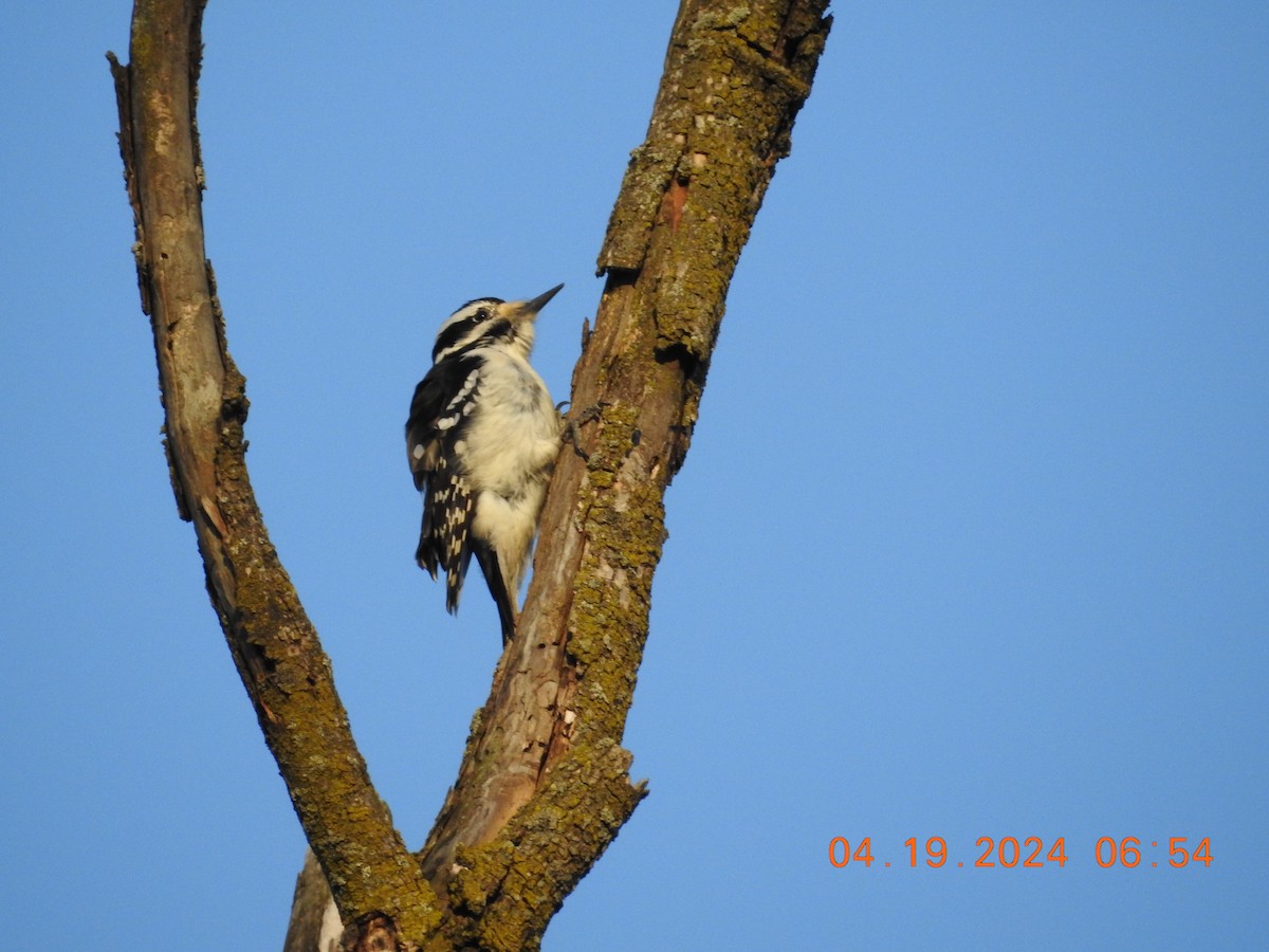 Hairy Woodpecker - ML617872159