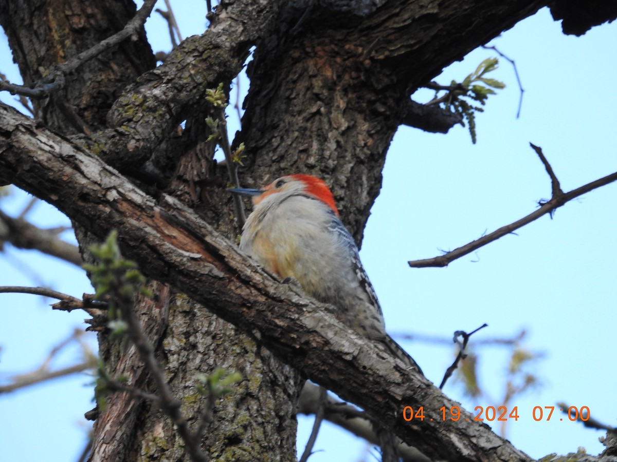 Red-bellied Woodpecker - ML617872164