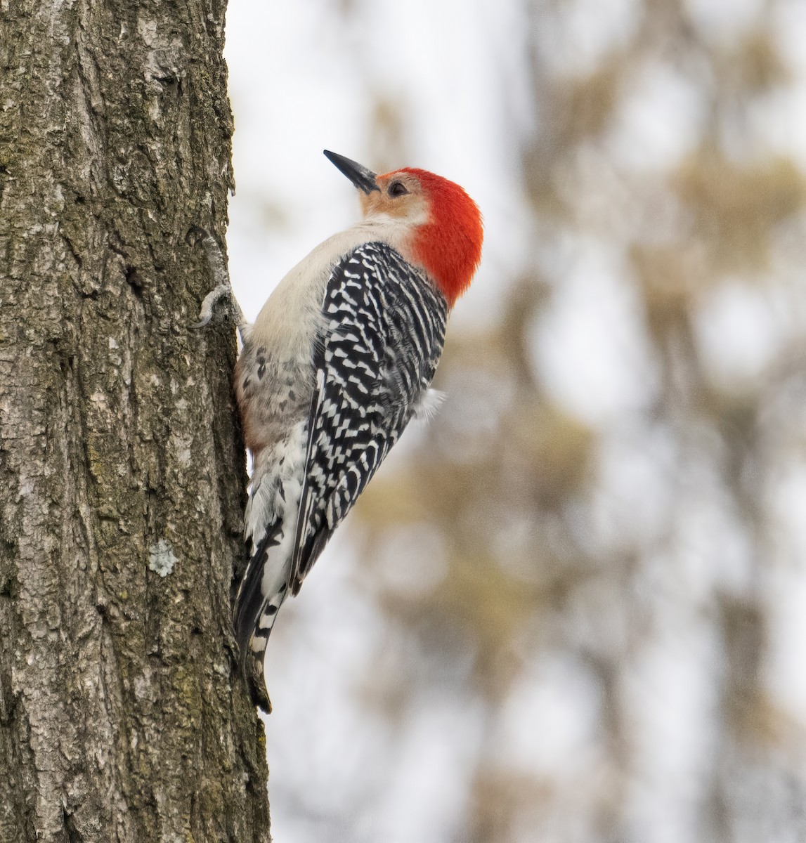 Red-bellied Woodpecker - ML617872213