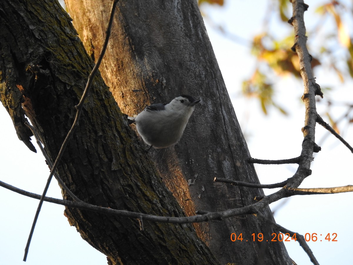 White-breasted Nuthatch - ML617872231