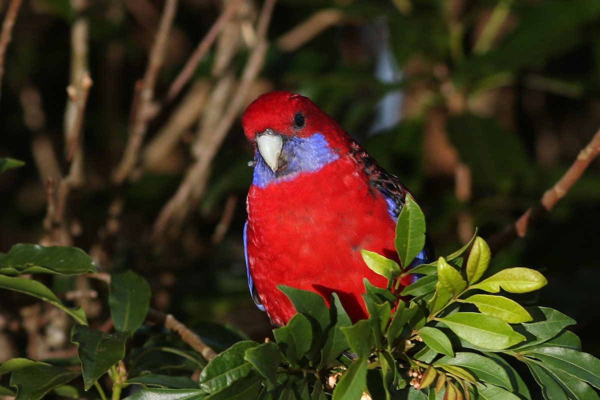 Crimson Rosella - Andrey Mikhaylov