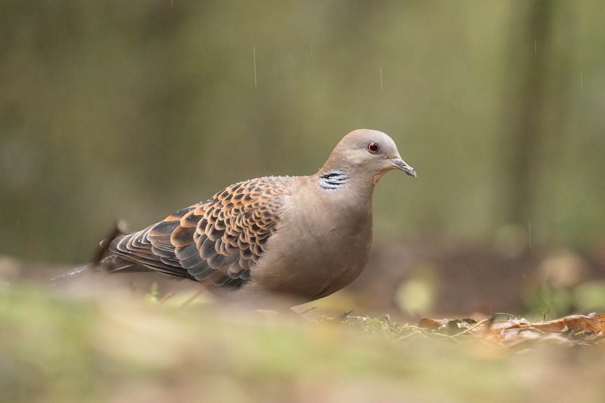 Oriental Turtle-Dove - ML617872260