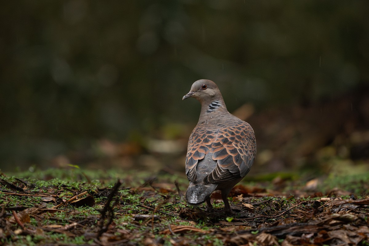 Oriental Turtle-Dove - ML617872261