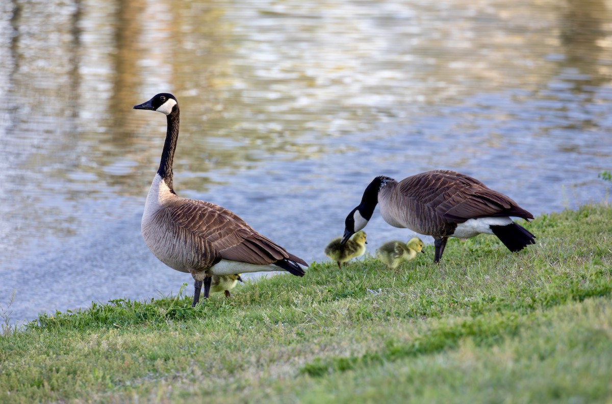 Canada Goose - ML617872268