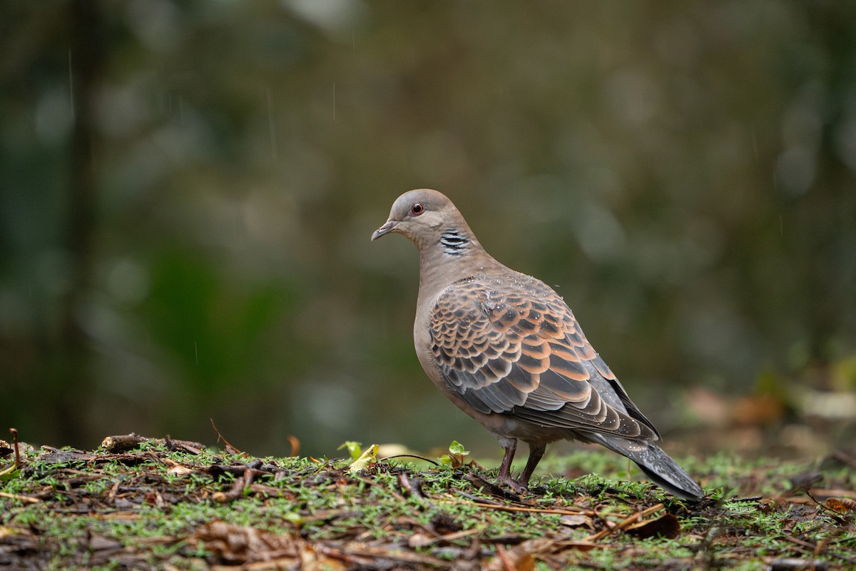 Oriental Turtle-Dove - ML617872276