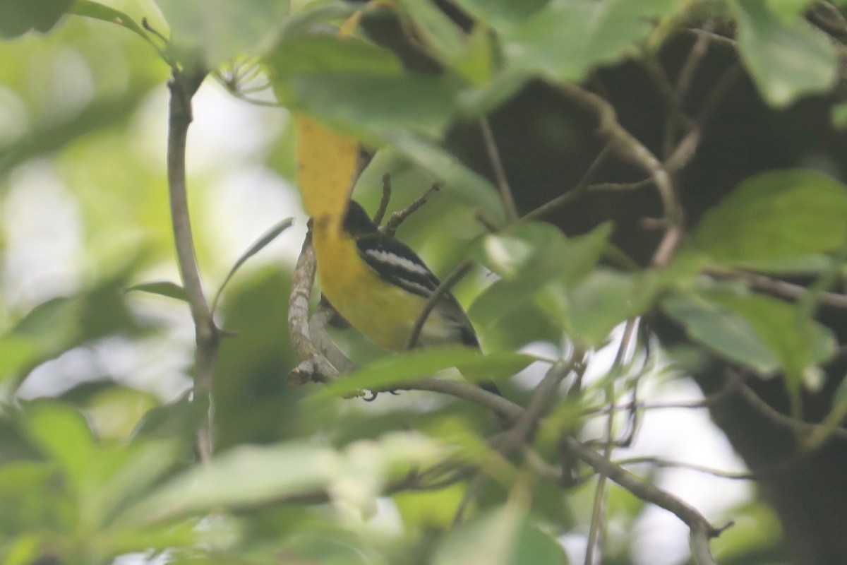 Common Iora - David Vickers