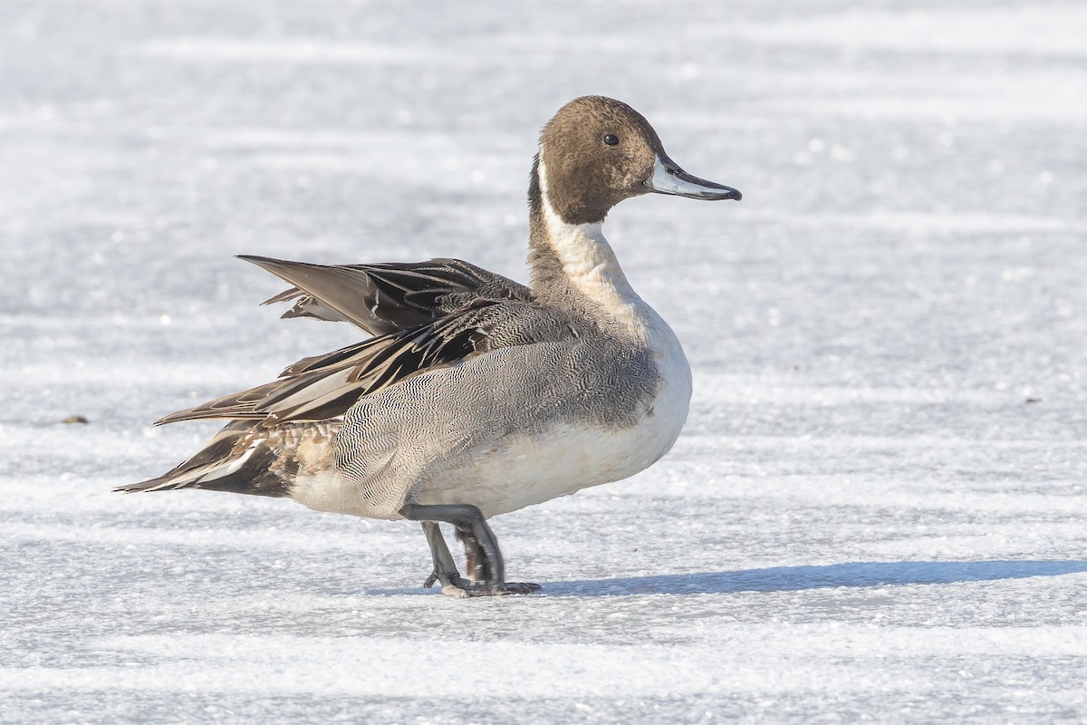 Northern Pintail - ML617872400