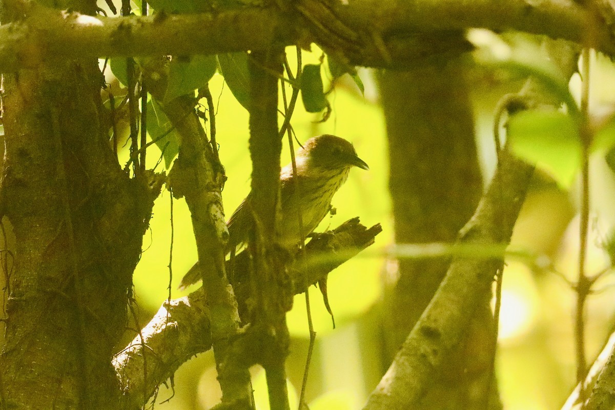 Pin-striped Tit-Babbler - David Vickers