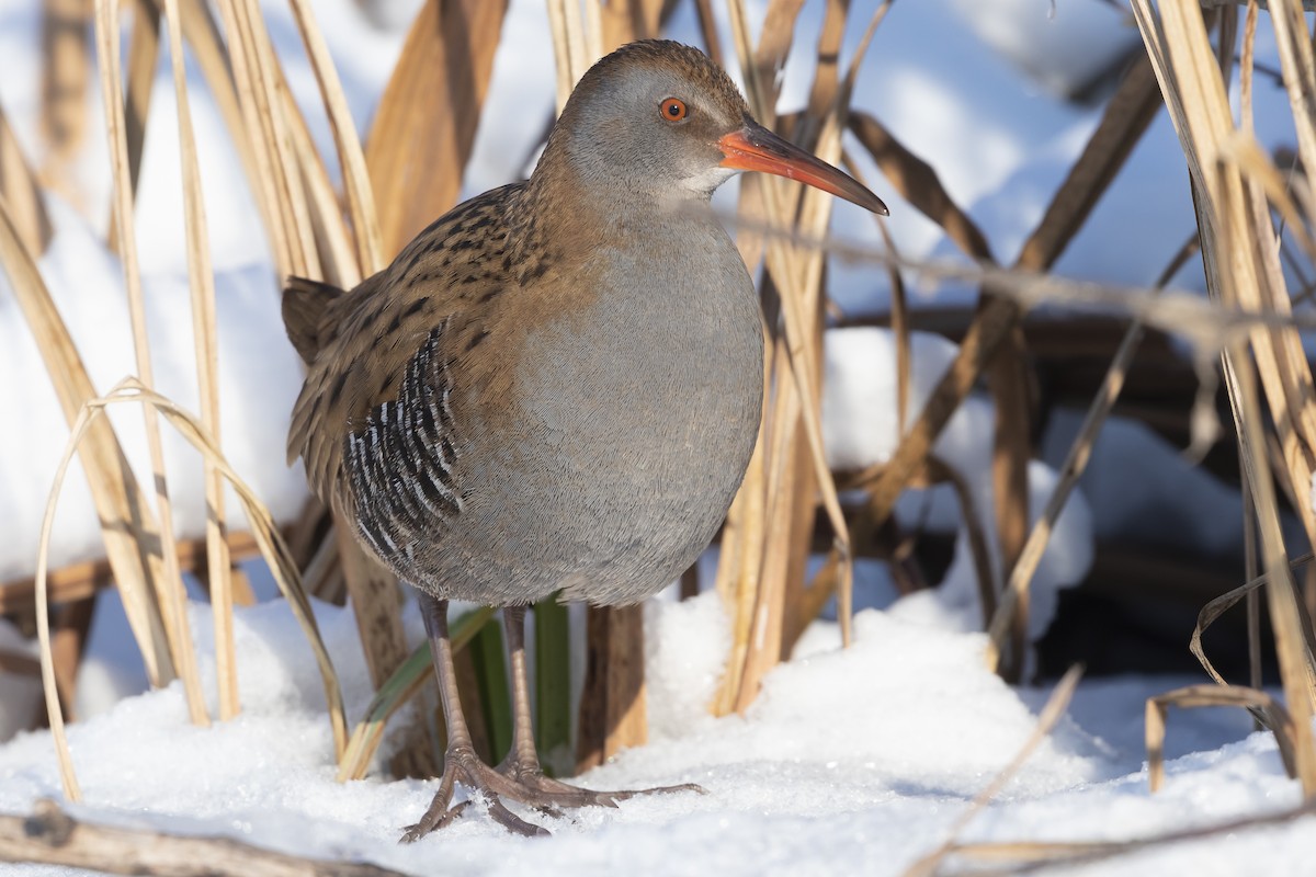 Water Rail - ML617872416