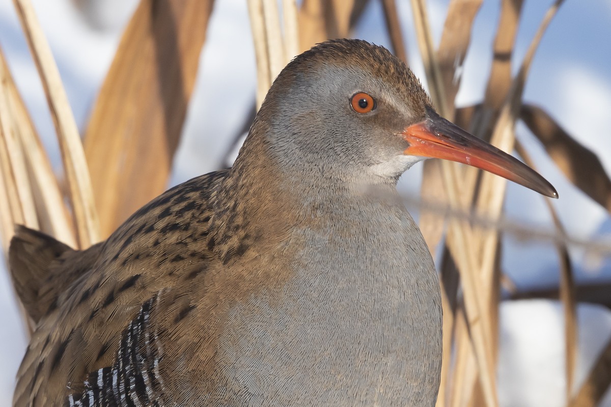 Water Rail - ML617872417