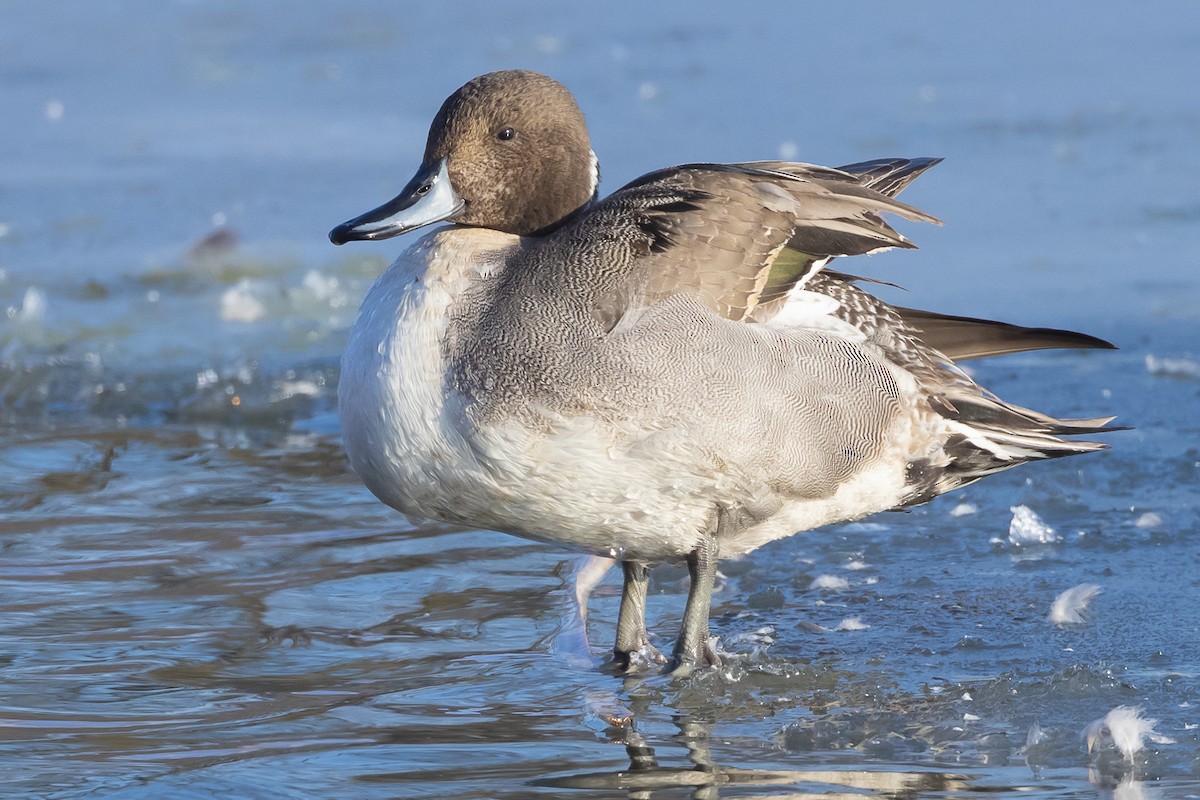 Northern Pintail - ML617872425