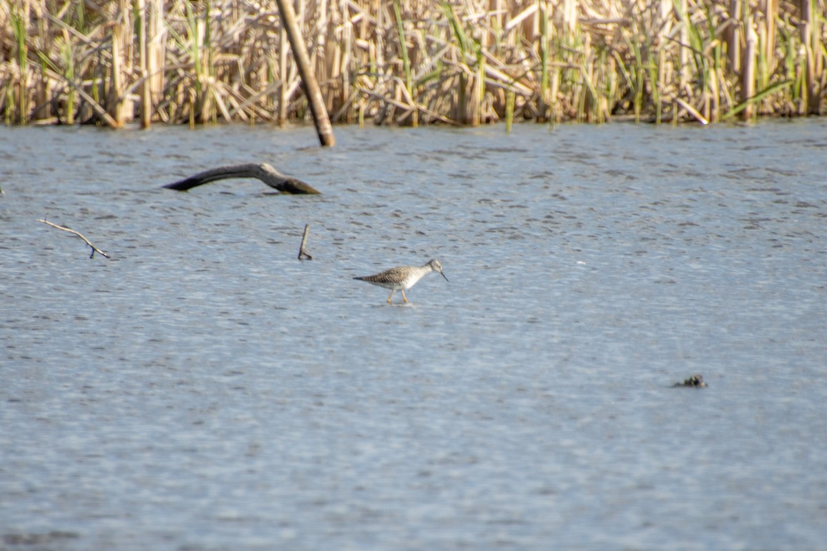 Lesser Yellowlegs - ML617872431