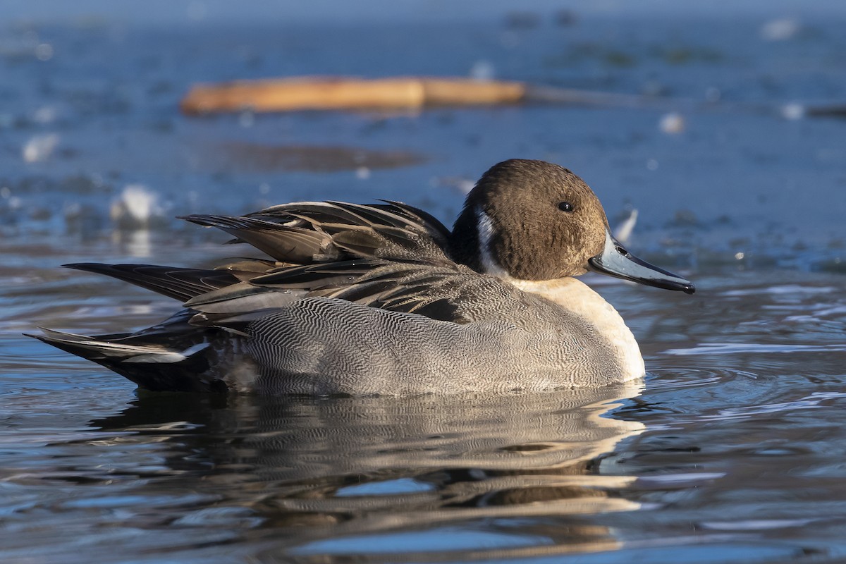 Northern Pintail - ML617872433