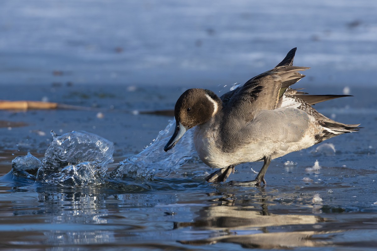 Northern Pintail - ML617872434