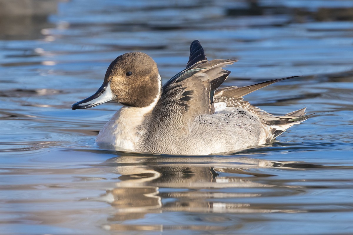 Northern Pintail - ML617872439