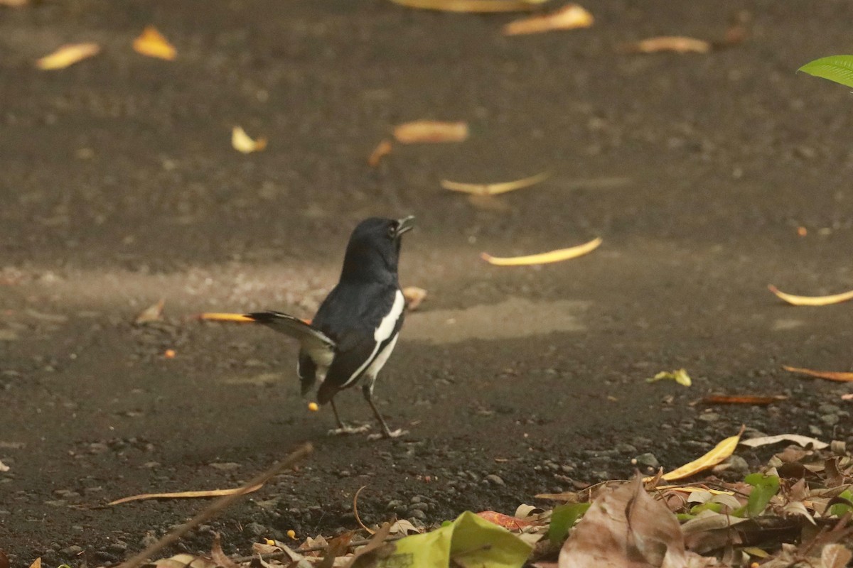 Oriental Magpie-Robin - ML617872440