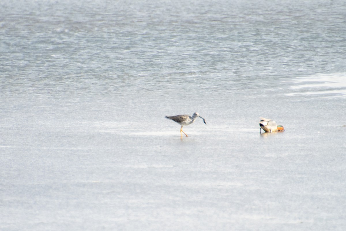 Greater Yellowlegs - ML617872441