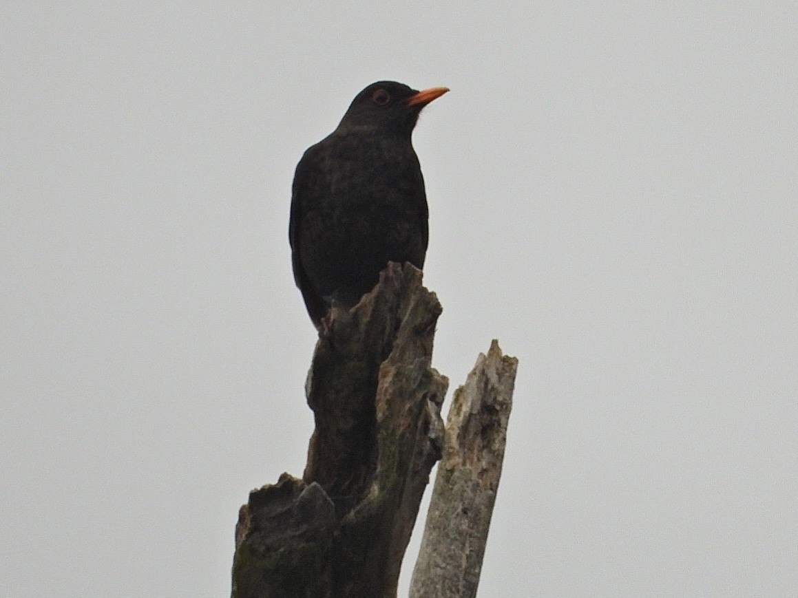 Eurasian Blackbird - ML617872461