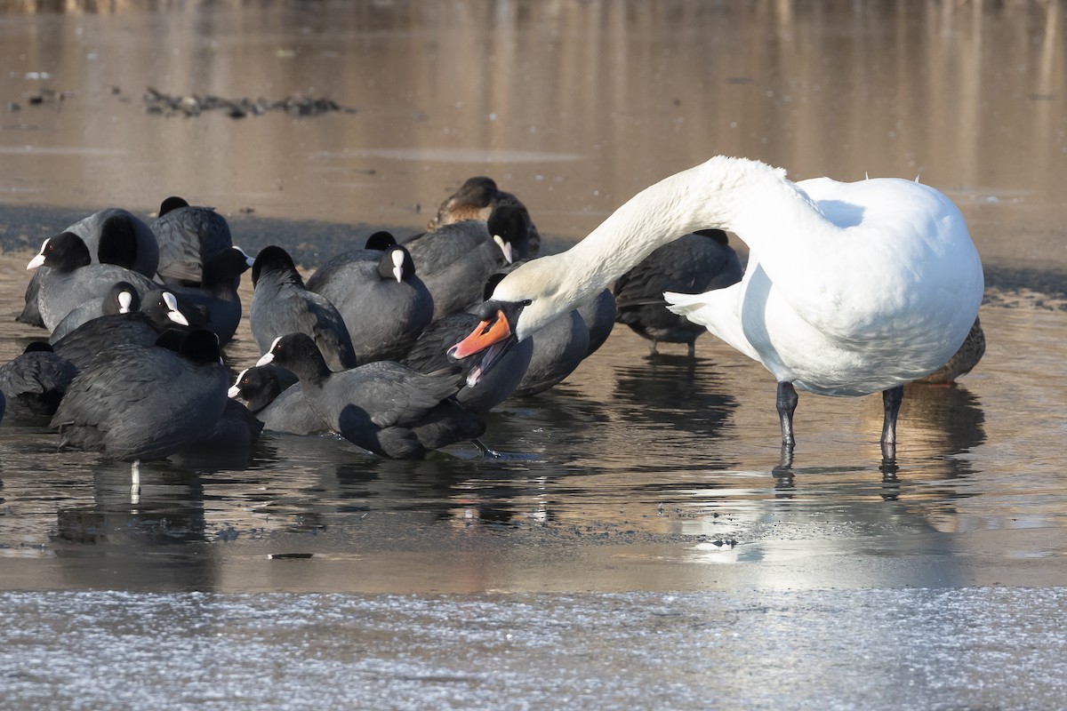 Mute Swan - ML617872463