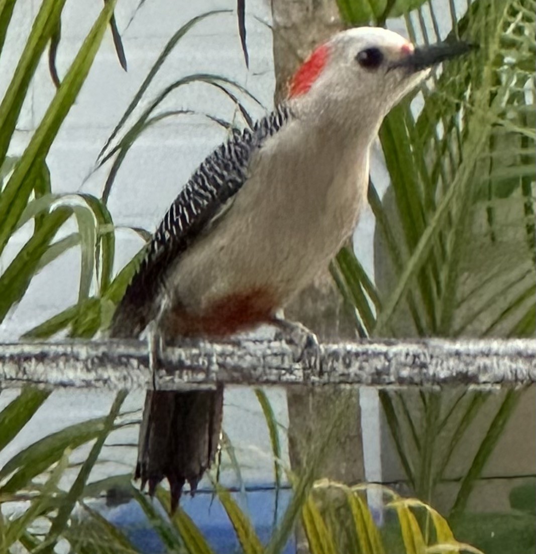 Golden-fronted Woodpecker - Susan Lala