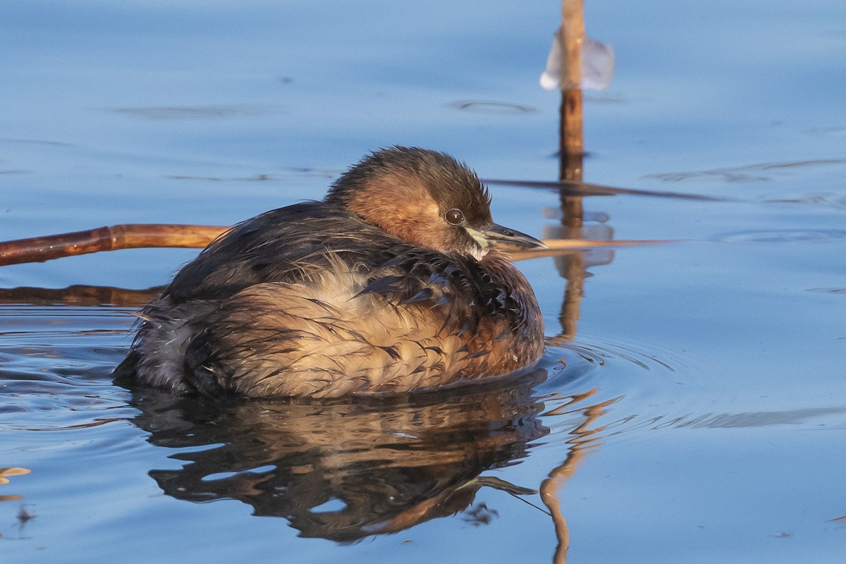 Little Grebe - ML617872491