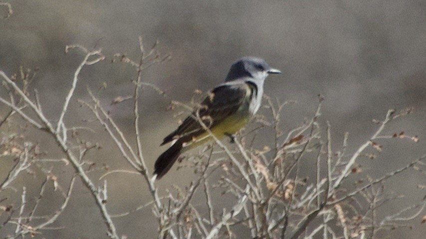 Cassin's Kingbird - ML617872503