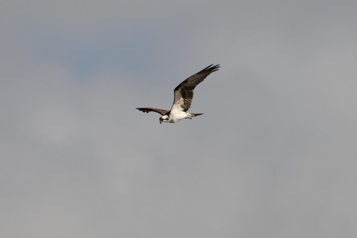 Osprey - Bettina Amorín