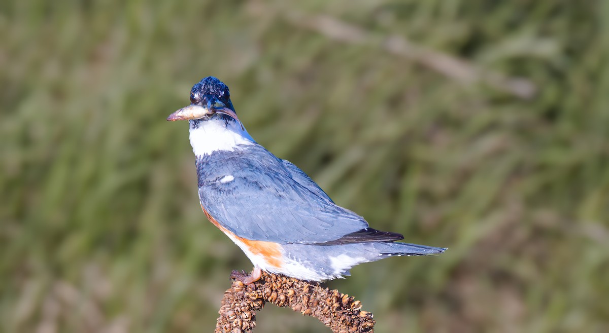 Belted Kingfisher - ML617872618