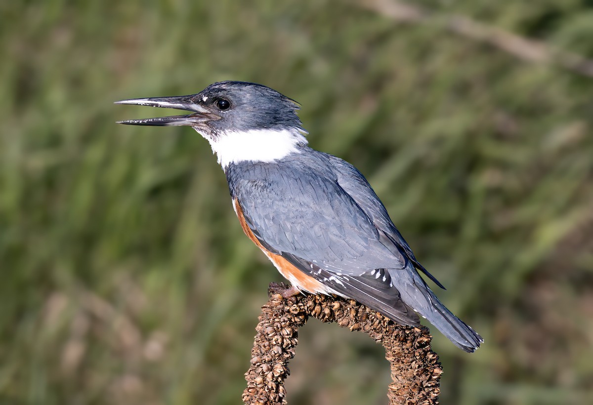 Belted Kingfisher - ML617872619