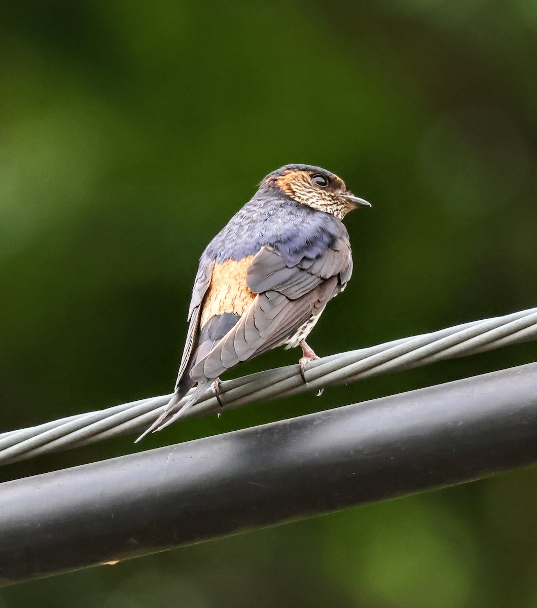 Striated Swallow - ML617872623