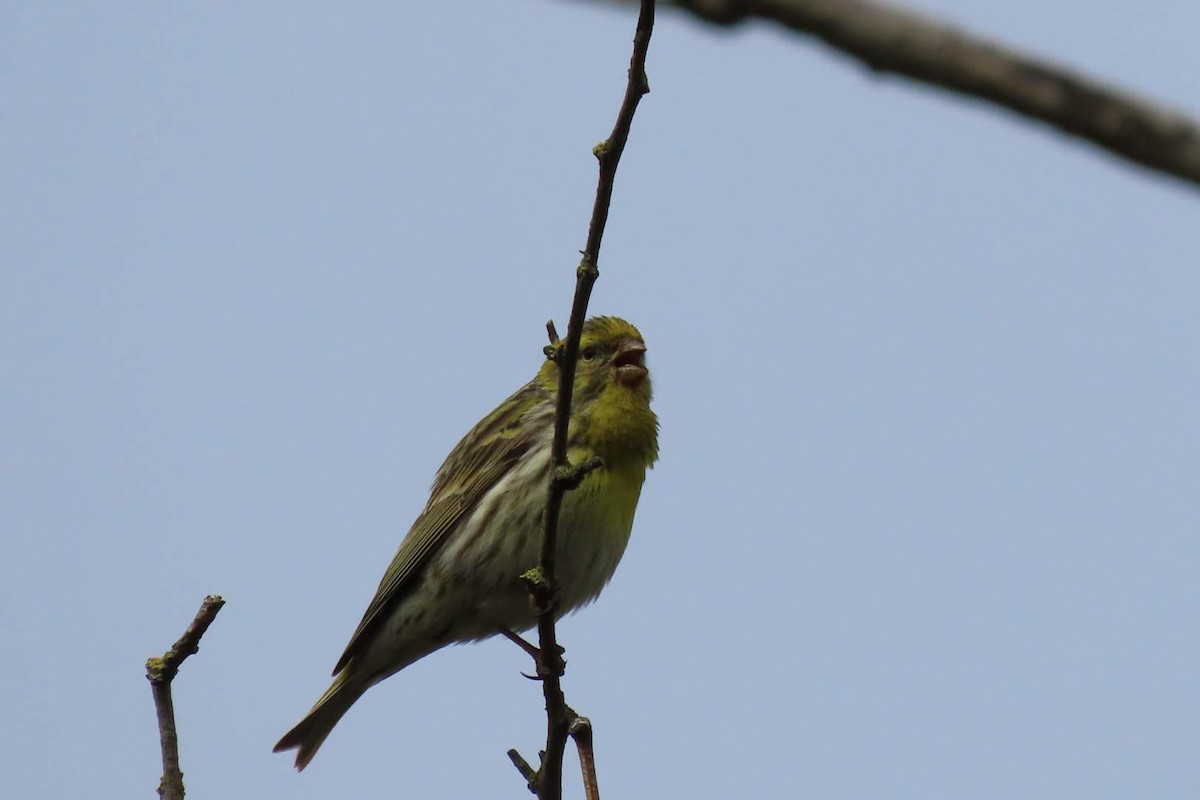 European Serin - ML617872643